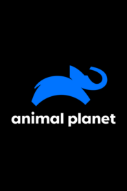 Canal Animal Planet